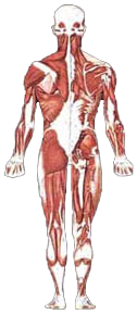 Back Musculature