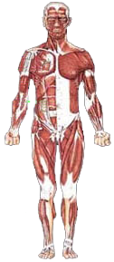 Front Musculature